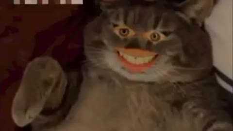 OMG These Cats Are So Cute And Beautiful | Viral Cat