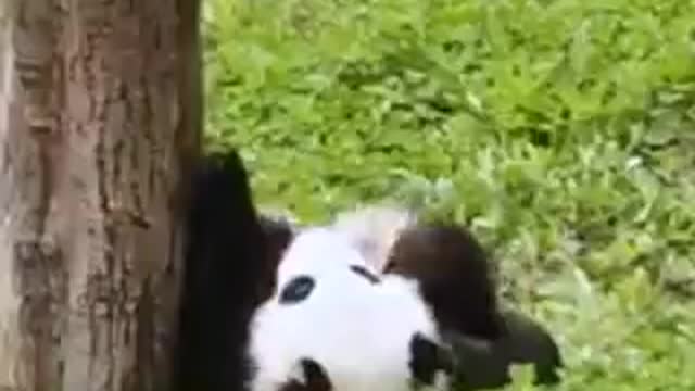 This panda is hiding