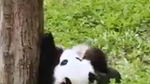 This panda is hiding