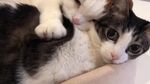 A Loving Couple