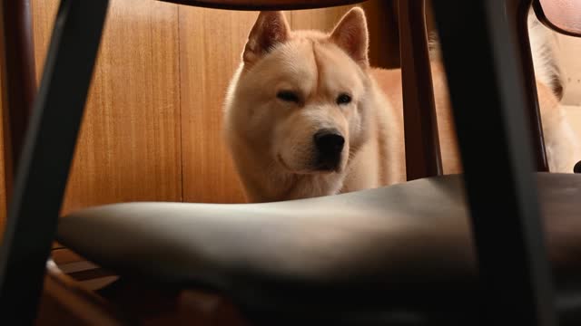 The dog is looking for me !!!!!