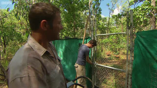 Crocodile Bite Test! | Deadly 60 | BBC Earth