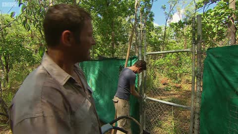 Crocodile Bite Test! | Deadly 60 | BBC Earth