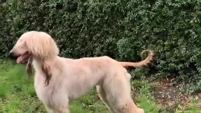 Cute Puppy Afganhound playful to watch