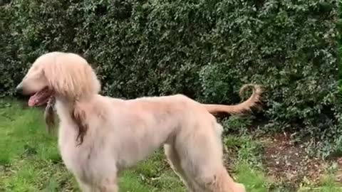 Cute Puppy Afganhound playful to watch