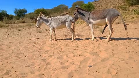 Donkey excited 💥💥 in my village