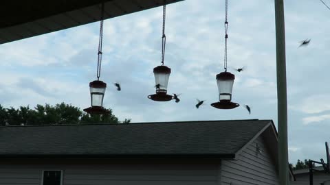 Hummingbirds August 2021