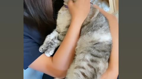 Cute cat