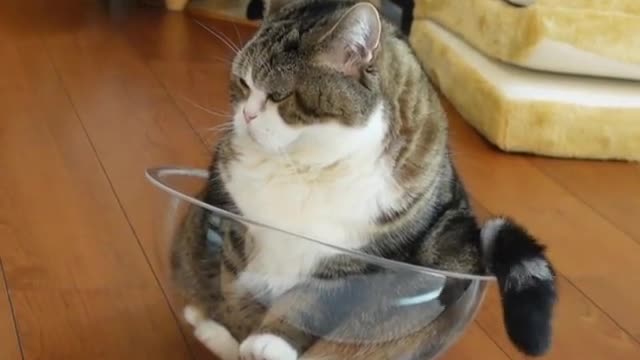 Cute cat playing the bowl