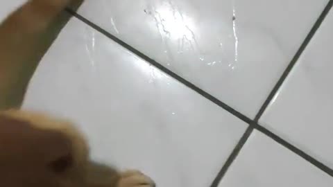 funny dogs