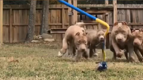 Bully MUSCLE Training Exercises That Will Get Your Dog MUSCULAR!!