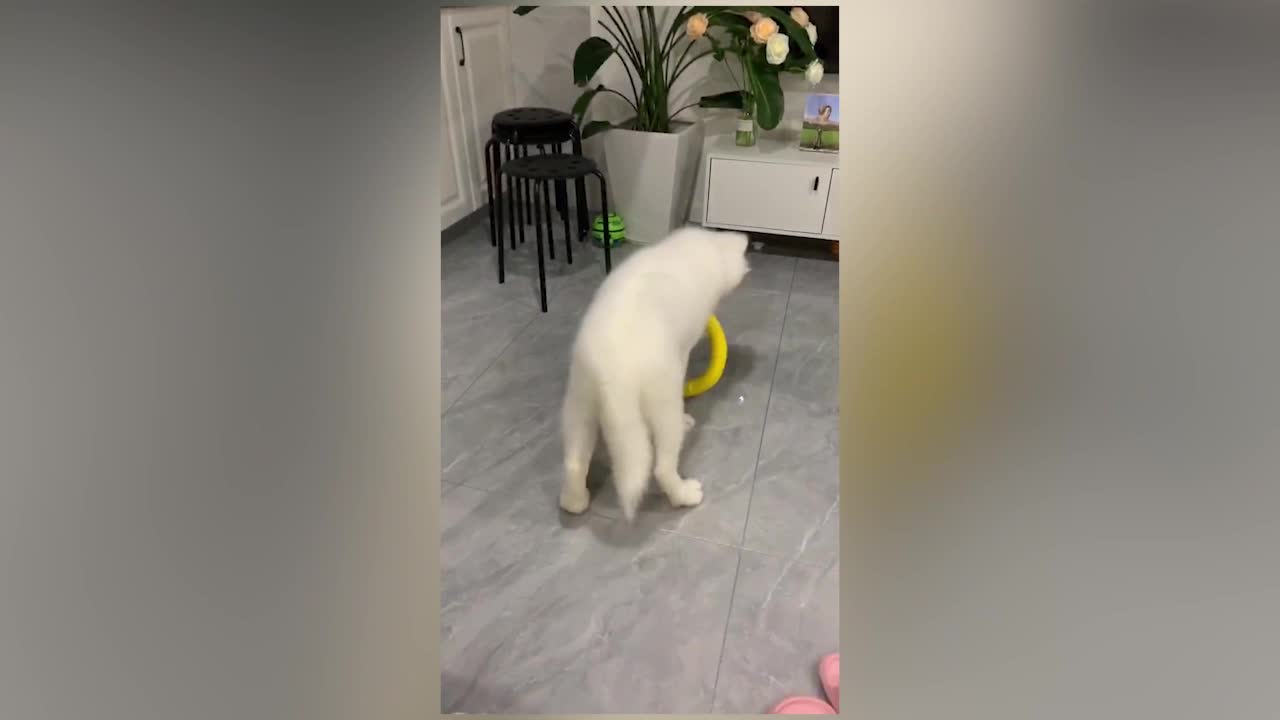 Dog playing with toys