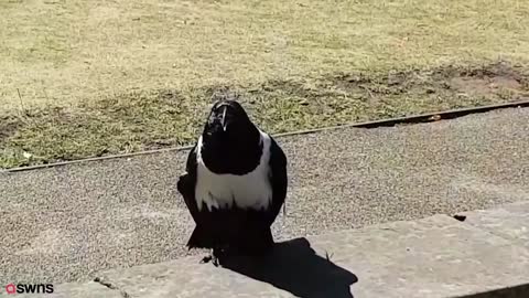 Dog farts cat can't handle it