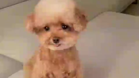 Cute dog's expression