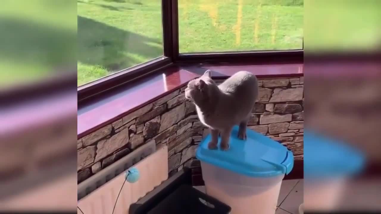 Funny Cats! 😂 😹🥰...