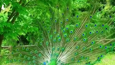 It's good luck to see a peacock display