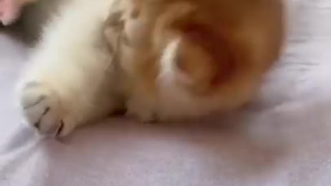 Cut Cat Reaction whit funny moment