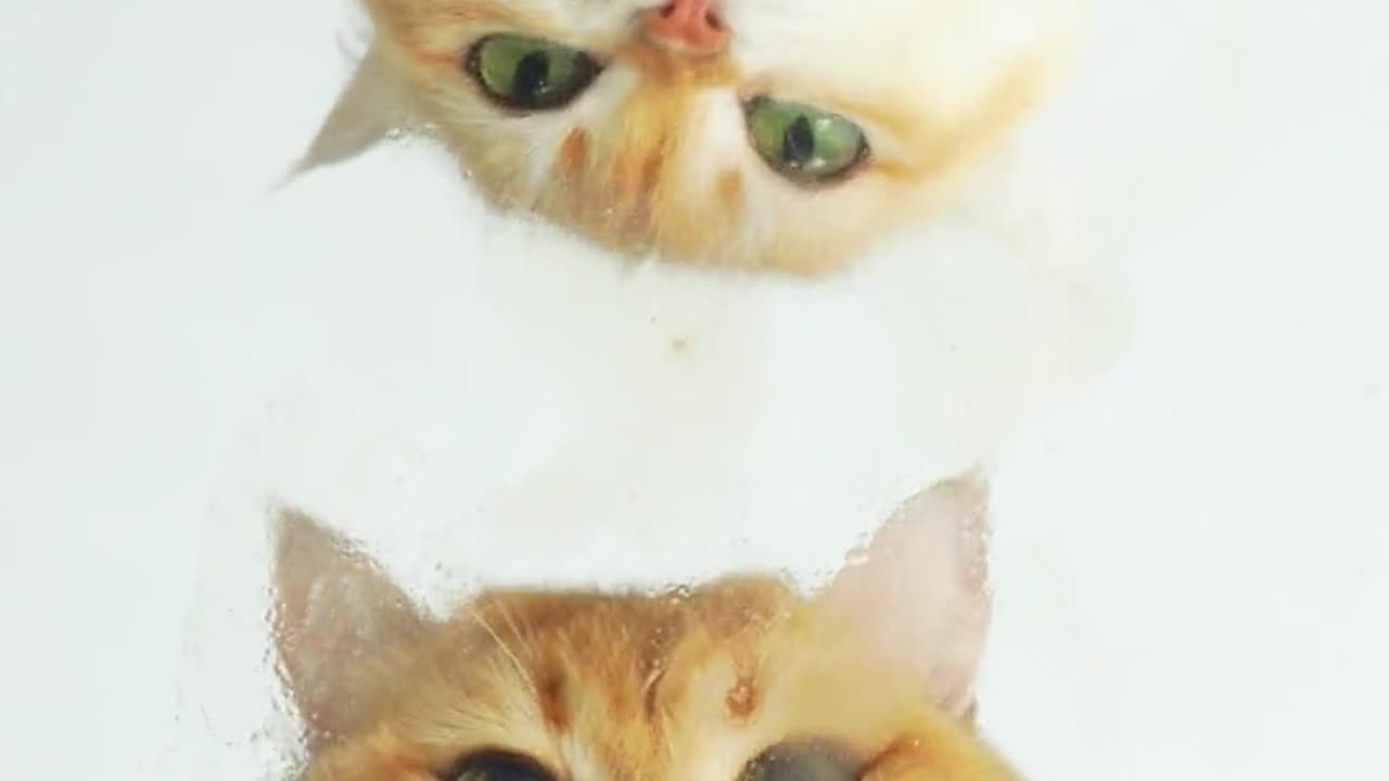 Funny Cat Clips: LOL Moments of Eating Food Ep 16.