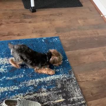 High-spirited Yorkie plays with his food before eating it
