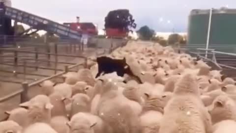 Smart dog , funny Dog video