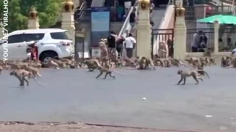 When the monkeys attack!