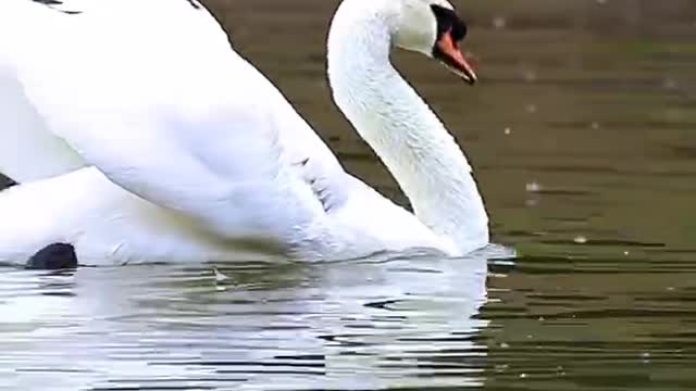 The beautiful white swan swam around in the water