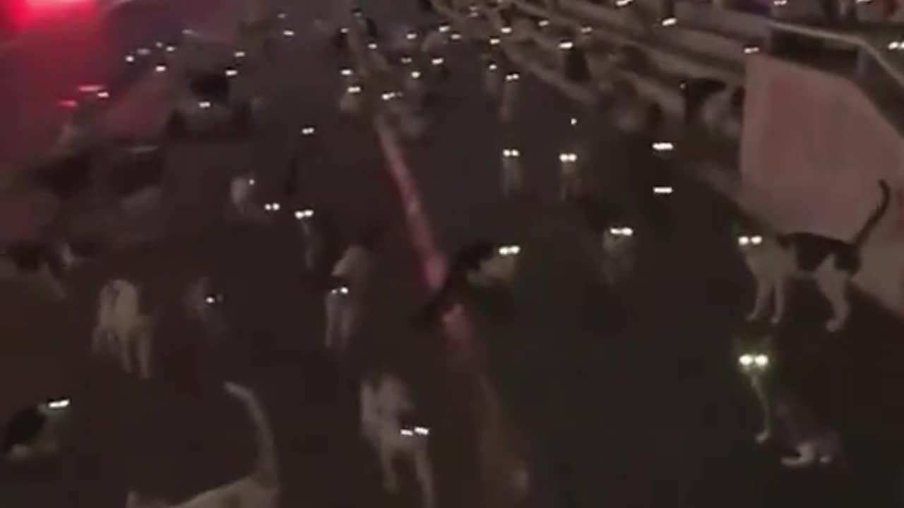 Have you ever seen so many cats in force?