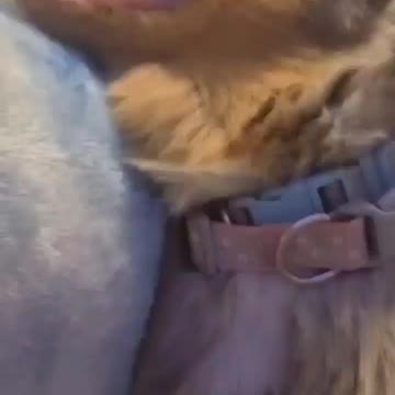 Cookie chronicles. Sassy