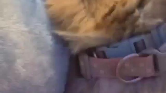 Cookie chronicles. Sassy