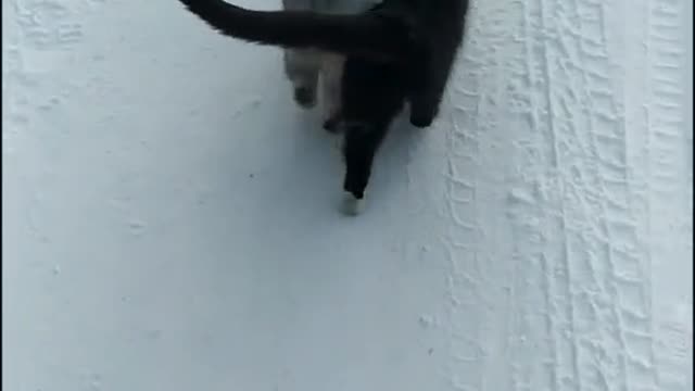 Cute and Funny Cat Videos Compilation - PART 27