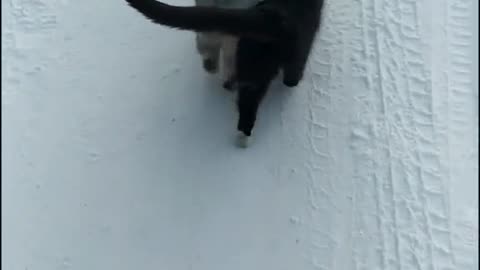 Cute and Funny Cat Videos Compilation - PART 27
