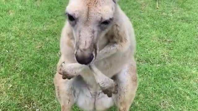 The hot dance of the wallabies
