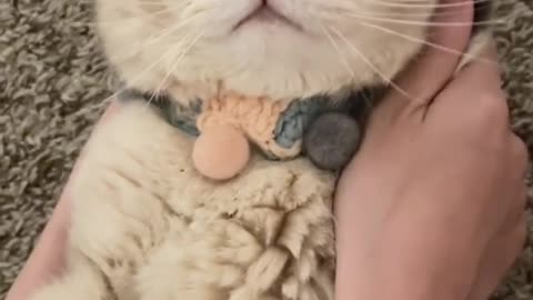 Just Call Me Cat Baby