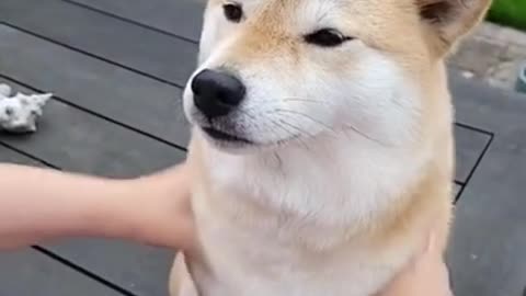 Cute Animals