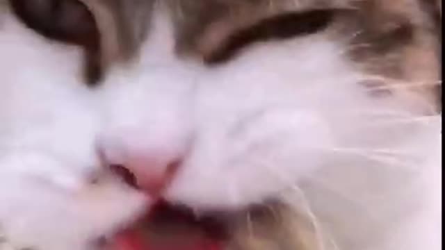 Funniest Cats 😹 Don't try to hold back Laughter- Octa