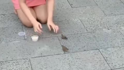 Funny animals videos/sweet cat and hot dog animals videos