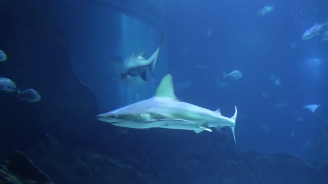 Beautiful Notes Of Marine Life