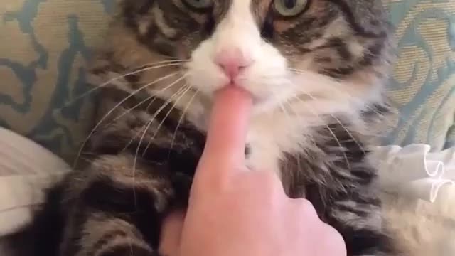 finger sucking cat