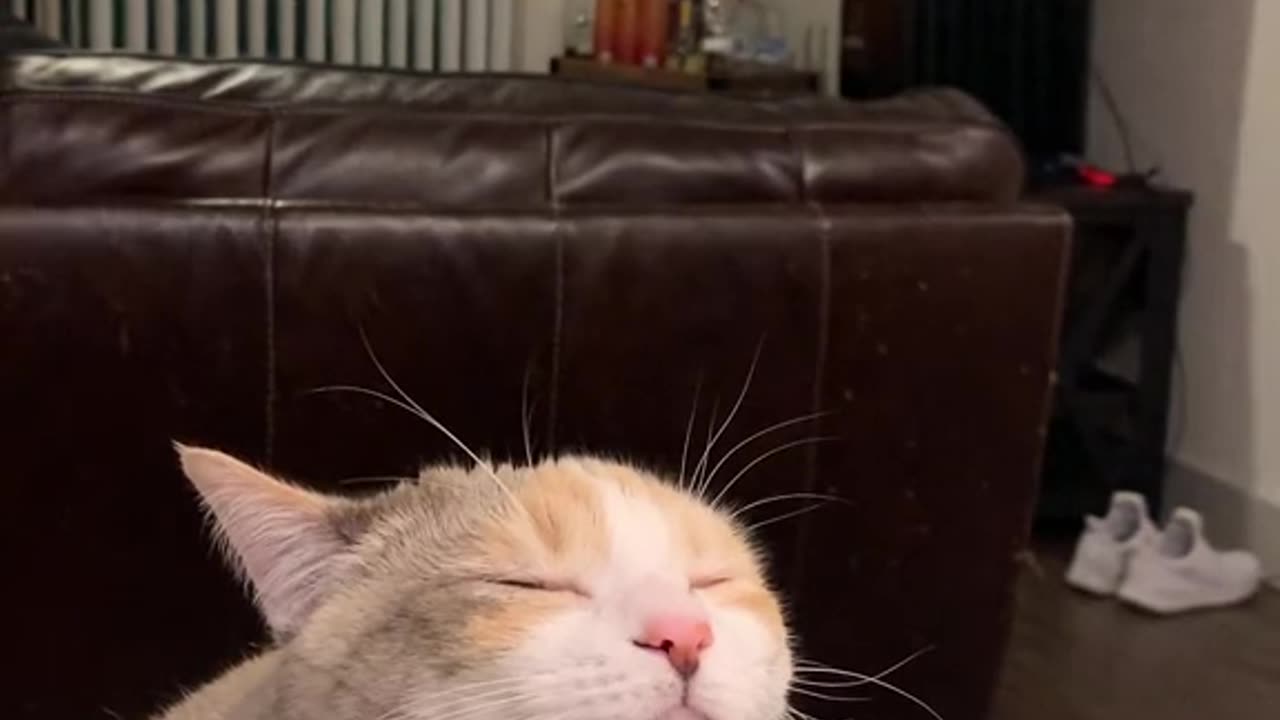 TRY NOT TO LAUGH 😆 Best Funny Videos Compilation 😂😁😆 Memes