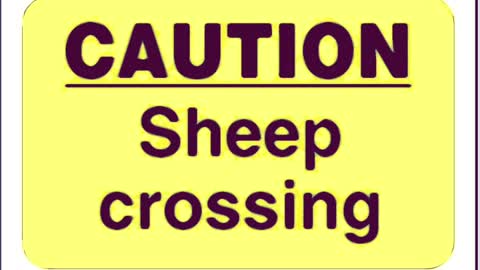 Sheep Crossing featuring Owen Shroyer
