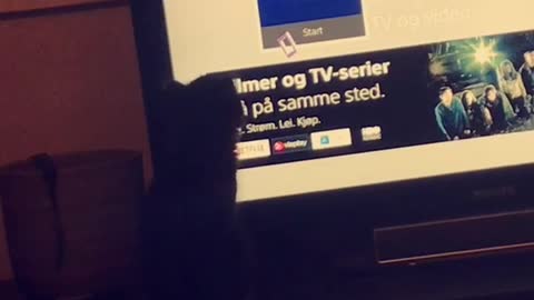 Kitten sees playstation buttons on screen moving and tries to catch them