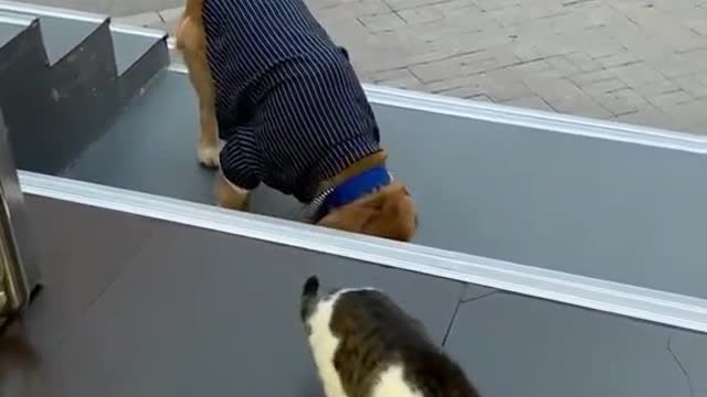 He remembered to get the collar back☺#fyp #cute #FamilyThings #pets #foryou #pet #dog #cat