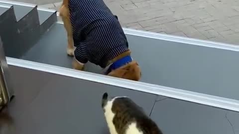 He remembered to get the collar back☺#fyp #cute #FamilyThings #pets #foryou #pet #dog #cat