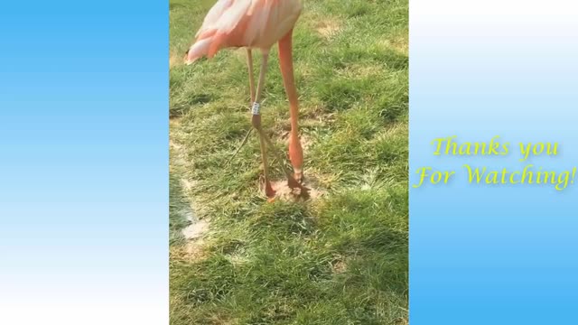 ๐cute cats and funny dogs videos compilation 2021๐