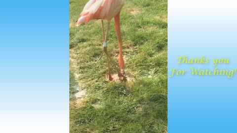 😍cute cats and funny dogs videos compilation 2021😍
