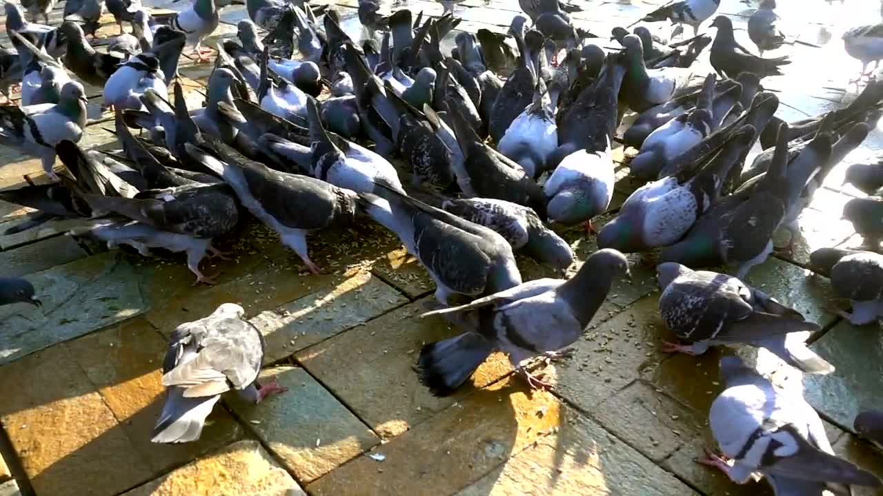 Pigeons eating in the street