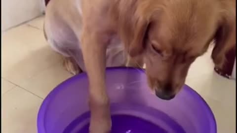 I Love Pets - Funny Pets Video Clips #Funny Pets
