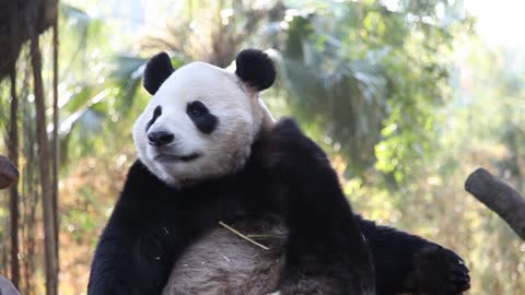 The panda