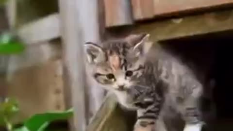 Baby Cats - Cute and Funny Cat Videos Compilation #40 || Exlamation Animals