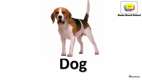 Learn animals name in English/animals name